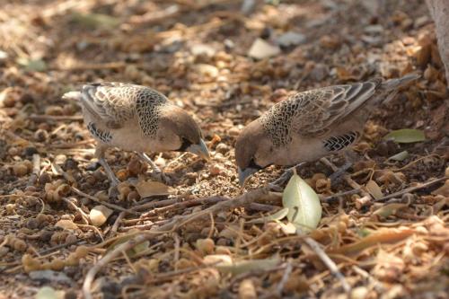 Républicains sociaux