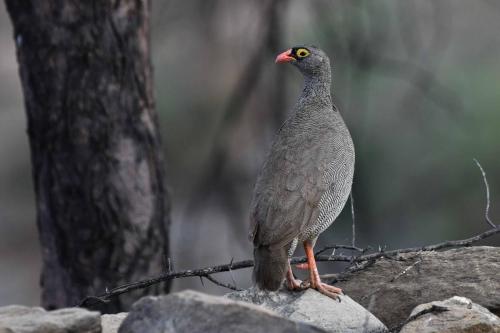 Francolin à bec rouge