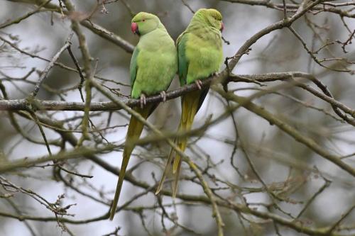 Perruches à collier