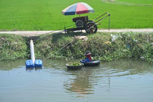 Près de Phetchaburi, récolte de plantes aquatiques.