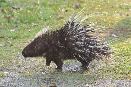 Porc-épic de Malaisie