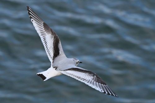 Mouette pygmée