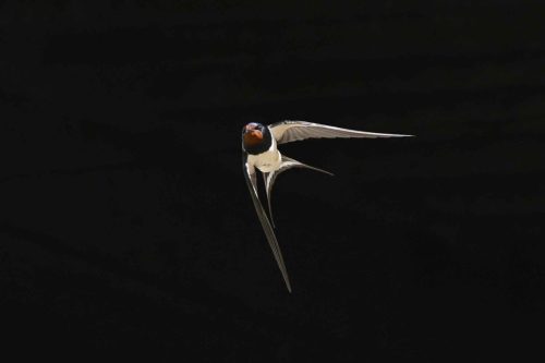Hirondelle rustique