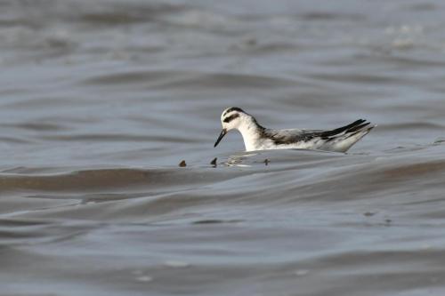 Phalarope à bec large