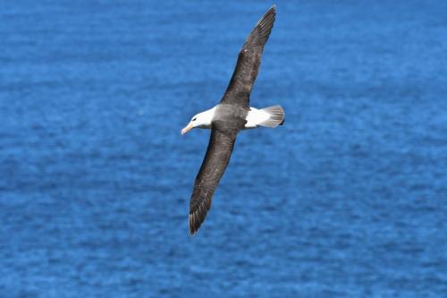 Albatros à sourcils noirs