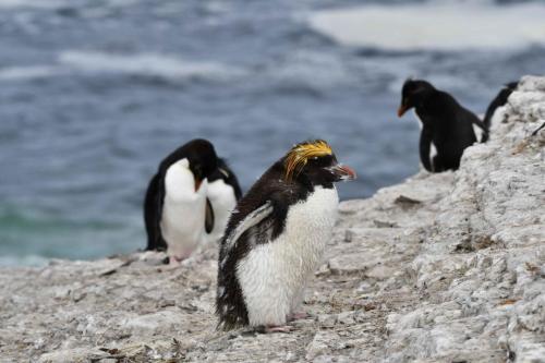 Gorfou doré et Gorfous sauteurs