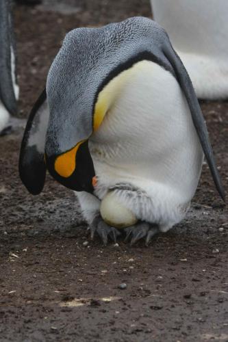 Manchot royal, l'oeuf est couvé sur les pieds et sous la poche incubatrice.