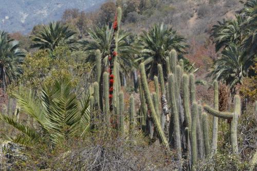 Cactus (Echinopsis chiloensis)