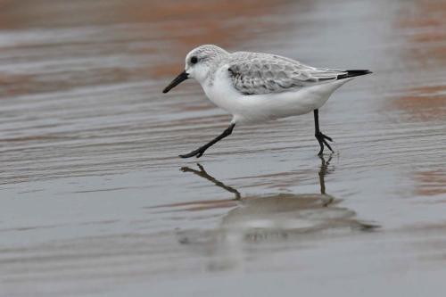 Bécasseau Sanderling, plage de Pontaillac