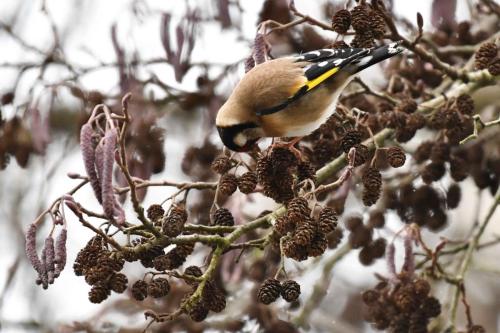 Chardonneret élégant