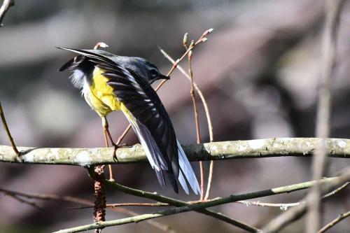 Bergeronnette des ruisseaux (mâle)