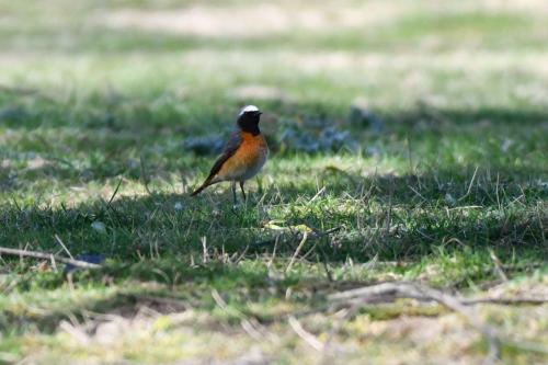 Rougequeue à front blanc