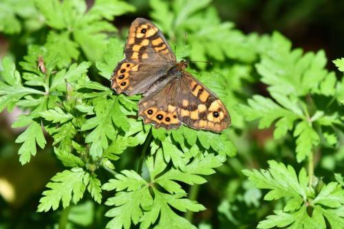 Tircis (Pararge aegeria)
