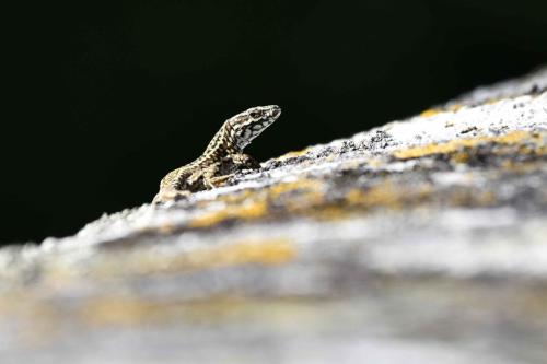 Lézard des murailles