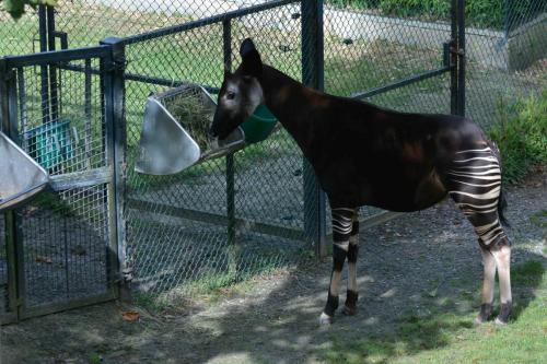 Okapi