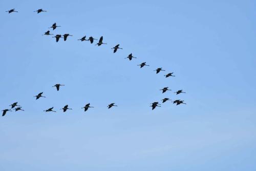Retour des grues sur le lac