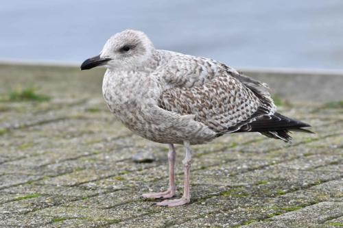 Goéland argenté (immature)