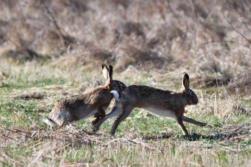 Lièvres d'Europe