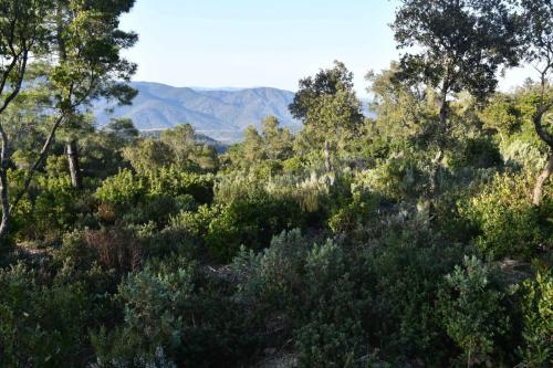 Massif des Maures Route Forestière des Crêtes