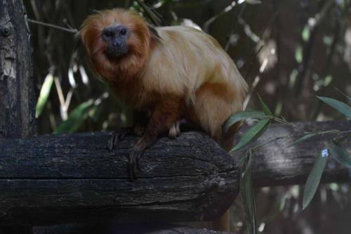 Tamarin-lion