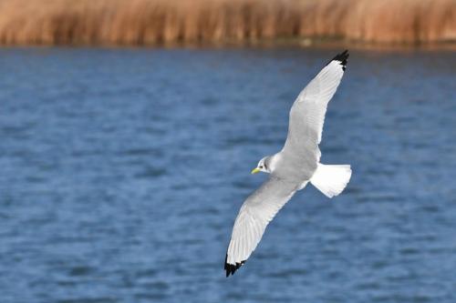 Mouette tridactyle (adulte)