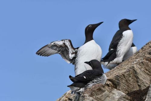Guillemots de Troïl