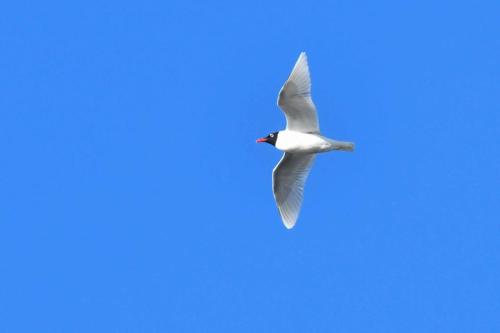 Mouette mélanocéphale