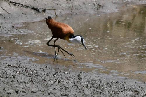 Jacana à poitrine dorée