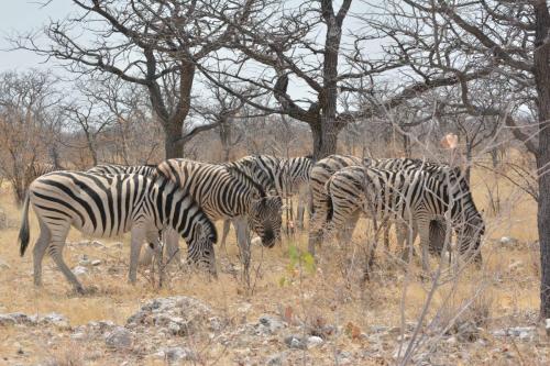 Zèbres de Burchell