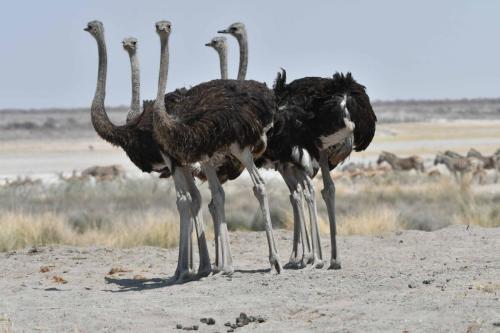 Autruches