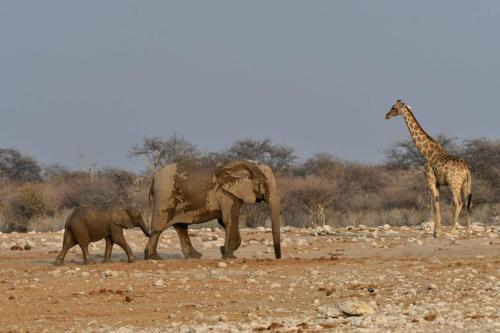 Eléphants de savane et girafe