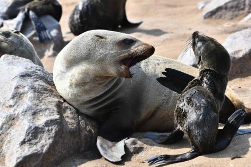 Otaries à fourrure d'Afrique du Sud