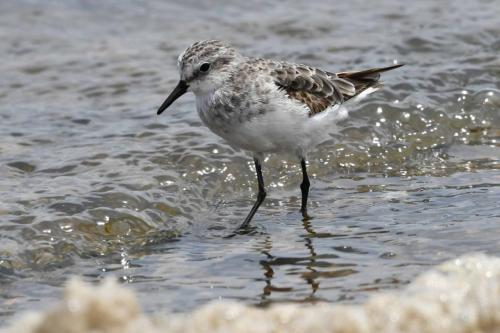 Bécasseau sanderling