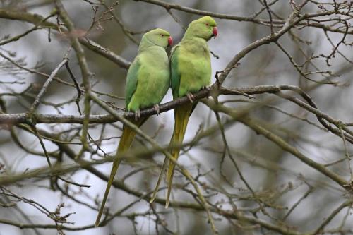 Perruches à collier