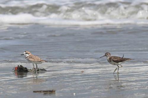 Pluvier de Péron et chevalier guignette