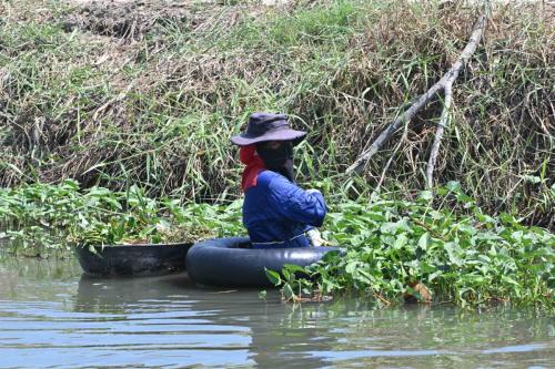 Près de Phetchaburi, récolte de plantes aquatiques.