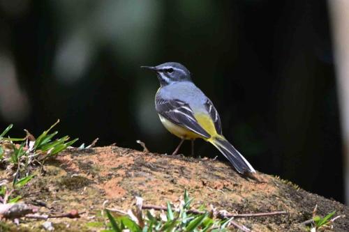 Bergeronnette des ruisseaux