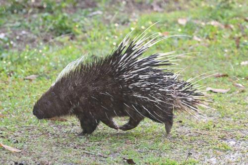 Porc-épic de Malaisie