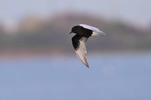 Guifette leucoptère