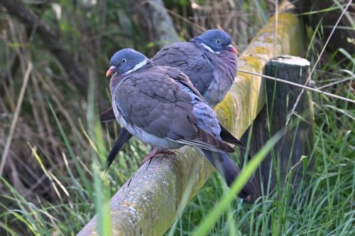 Pigeons ramiers