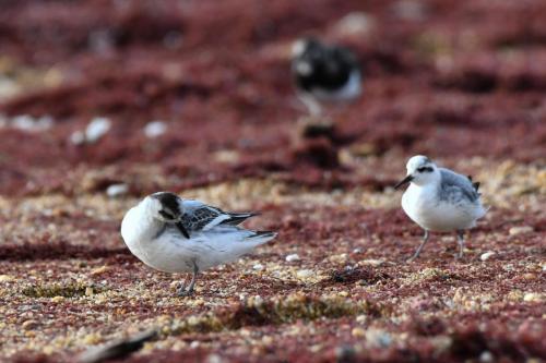 Phalaropes à bec large