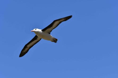 Albatros à sourcils noirs