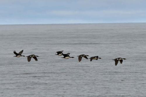 Cormorans impériaux