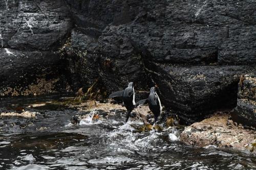 Arrivée en bas de la falaise, cette fois sur les pattes.