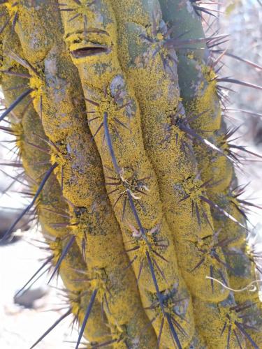 Cactus (Echinopsis chiloensis)