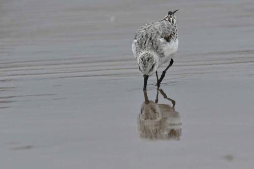 Bécasseau Sanderling, plage de Pontaillac