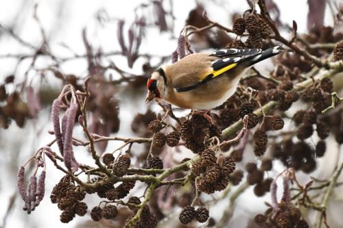 Chardonneret élégant