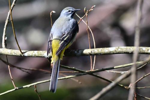 Bergeronnette des ruisseaux (mâle)