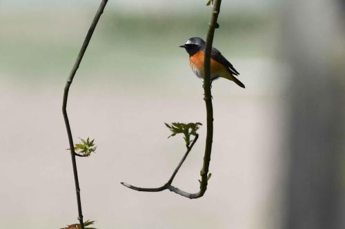 Rougequeue à front blanc