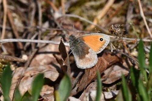 Fadet commun ( Coenonympha pamphilus)